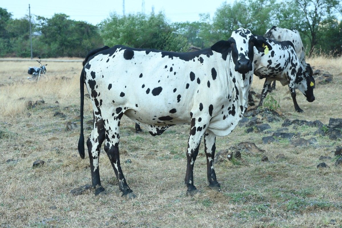 Dangi Cattle